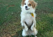 Puppy Palace Gallery